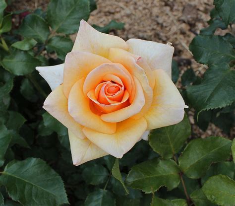 Амбианс роза