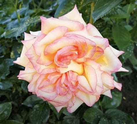 Амбианс роза