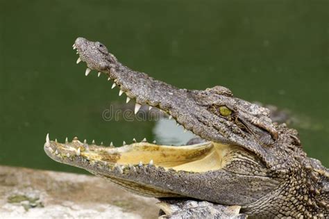 Близкий родственник крокодила