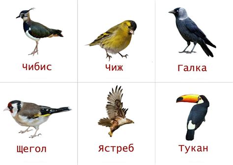 Все птицы по алфавиту от а до я