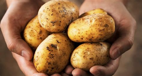 Где впервые обнаружили картофель