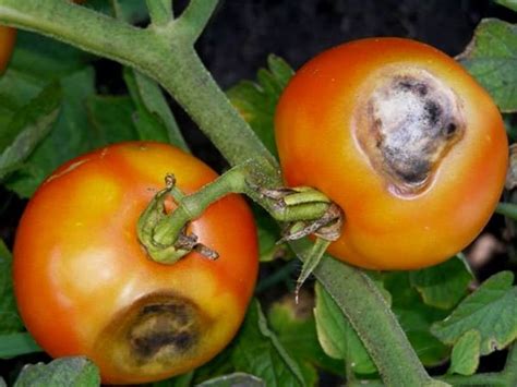 Грибковые заболевания томатов