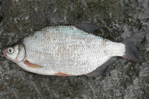 Густера рыба фото и описание