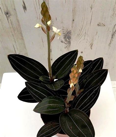 Драгоценная орхидея пермь каталог с ценами