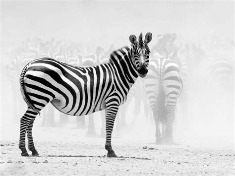 Зебра черная в белую полоску или белая в черную