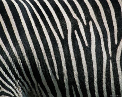 Зебра черная в белую полоску или белая в черную