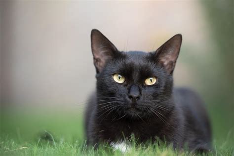К чему снятся черные котята