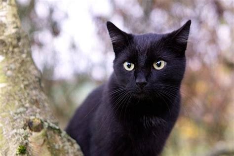 К чему снятся черные котята
