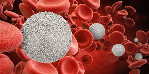 Как поднять лейкоциты в крови у женщин