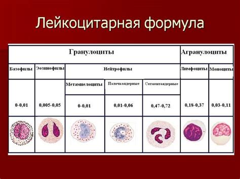 Как поднять лейкоциты в крови у женщин