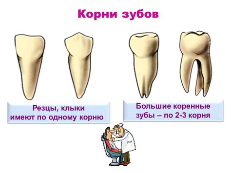Как понять молочный зуб или коренной