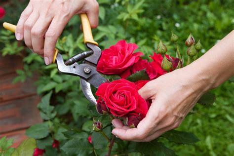 Как правильно обрезать отцветшие розы после первого цветения