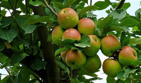 Как размножить яблоню