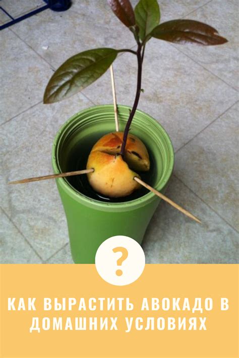 Как растить авокадо
