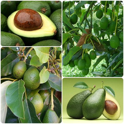 Как растить авокадо