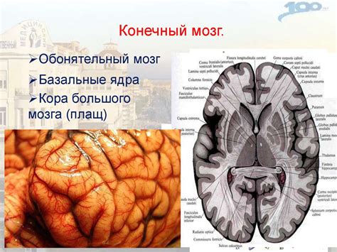Конечный мозг