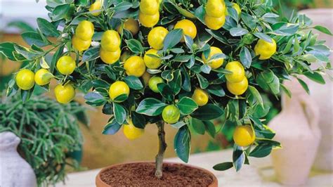 Лимонное дерево в домашних условиях уход