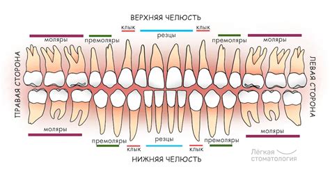 Неровные зубы