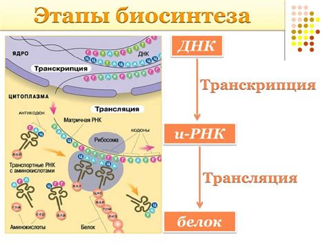 Объясните роль ферментов рибосом и рнк в процессе биосинтеза белка