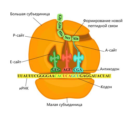 Объясните роль ферментов рибосом и рнк в процессе биосинтеза белка