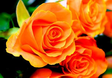 Оранжевые розы значение