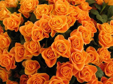 Оранжевые розы значение
