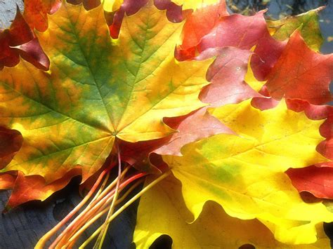 Осень листьями