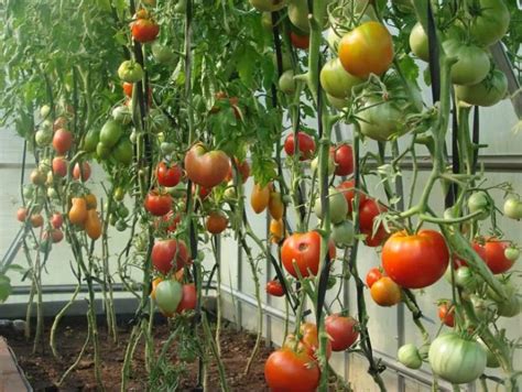 Почему не краснеют помидоры в теплице рекомендации