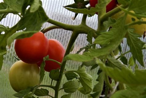 Почему не краснеют помидоры в теплице рекомендации