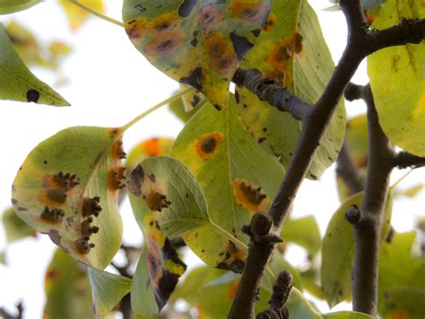 Ржавчина на листьях груши и ее лечение