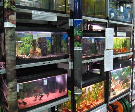 Рыбки купить аквариумные