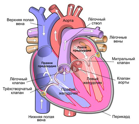 Сердце у человека