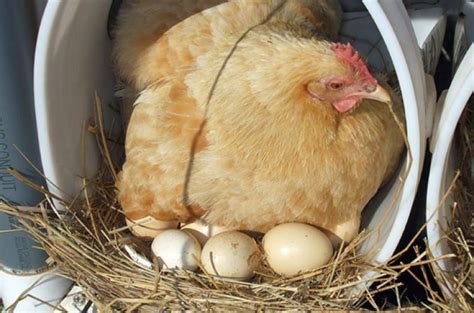 Сколько курица высиживает яйца до цыпленка