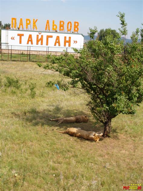 Тайган сафари парк в крыму цена 2023