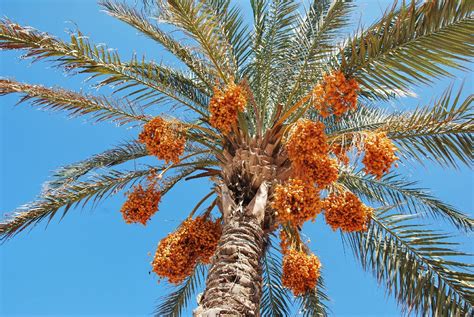 Финиковая пальма фото