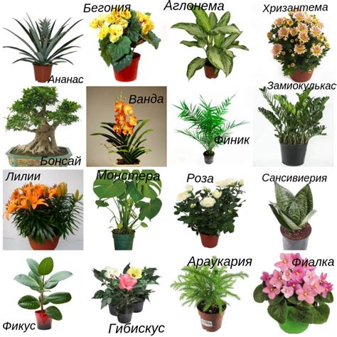 Цветущие комнатные растения фото и названия