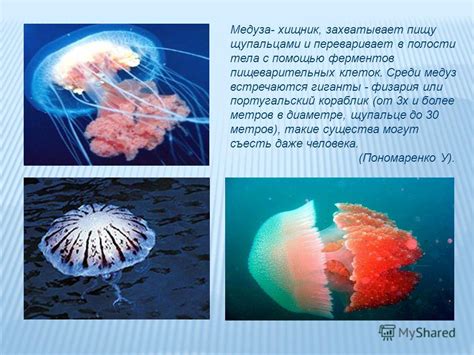 Чем питается медуза