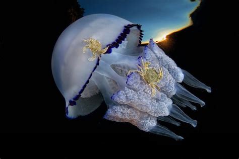 Чем питается медуза