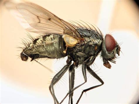 Что едят мухи