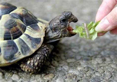 Что едят черепахи в природе