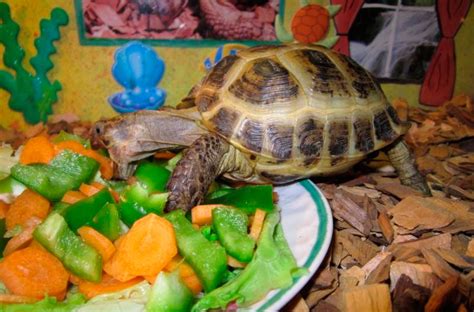Что едят черепахи в природе