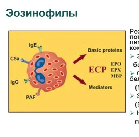 Эозинофильный белок