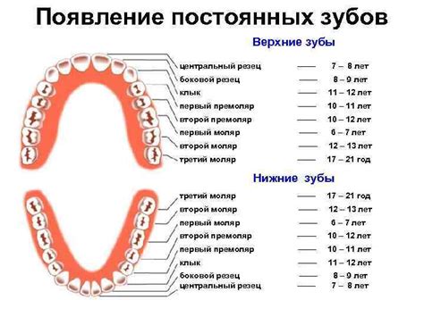36 зуб
